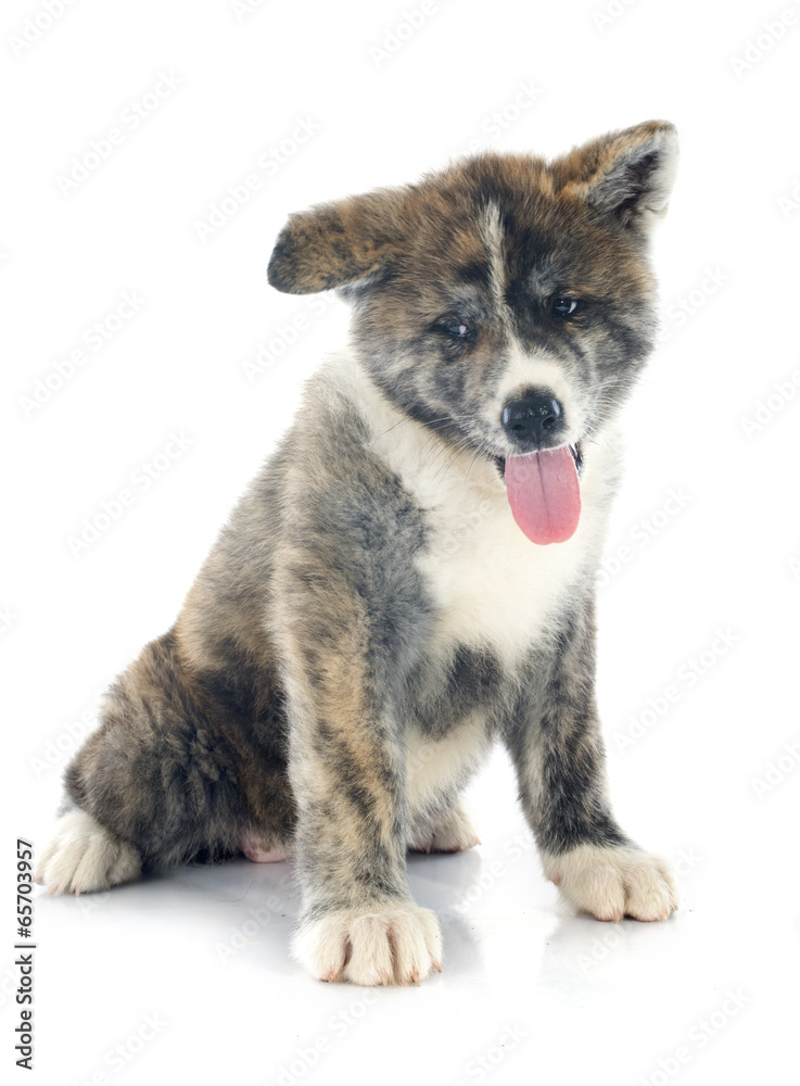 puppy akita inu