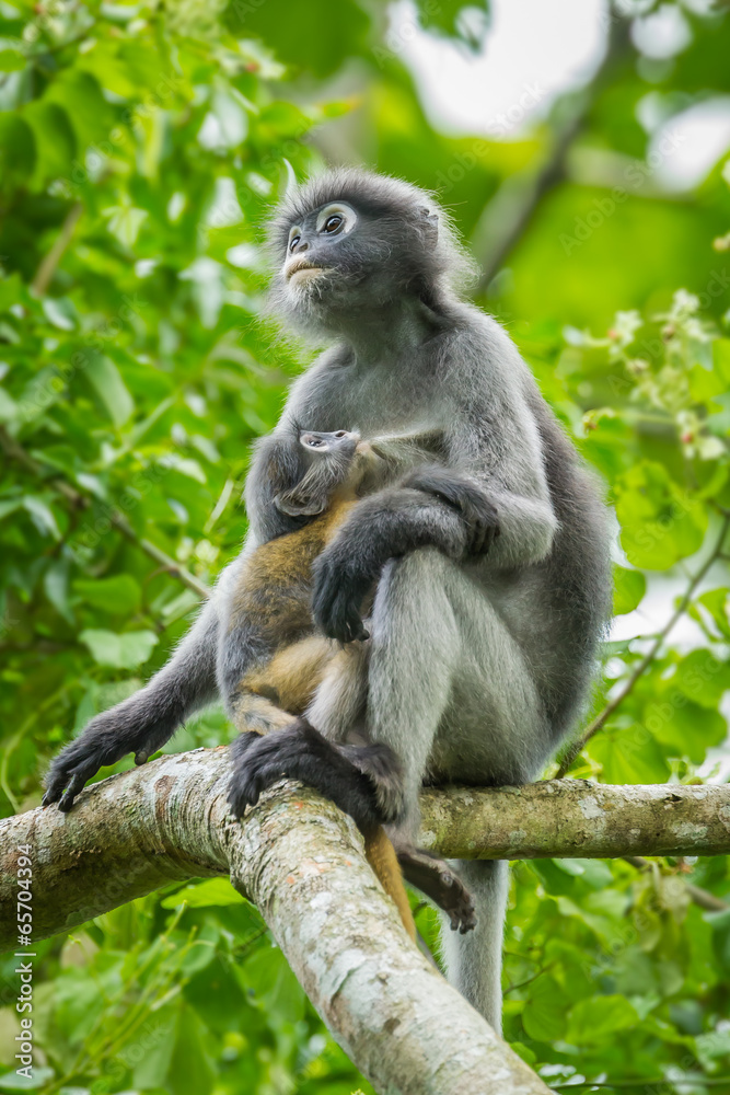 Dusky Leaf-monkey with her baby sucking the milk Dusky Leaf-monkey with her baby sucking the milk