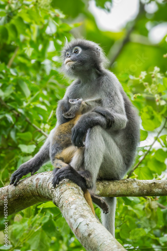 Dusky Leaf-monkey with her baby sucking the milk