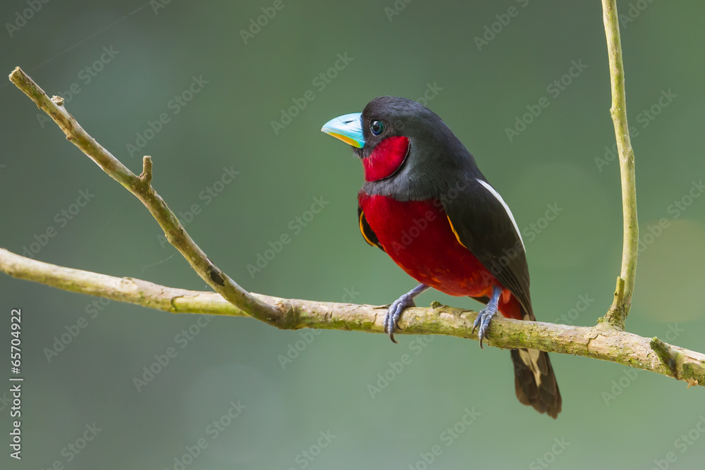 Left side of Black-and-Red Broadbill on the branch in nature