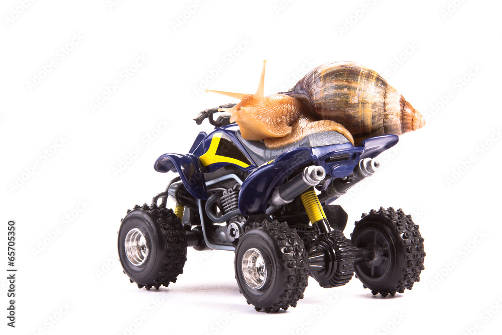 Snail on Quad