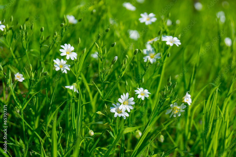 Small white flowers Small white flowers