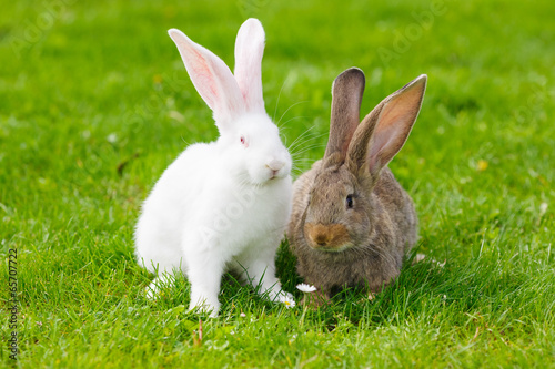 Fotografia Two rabbits in green grass