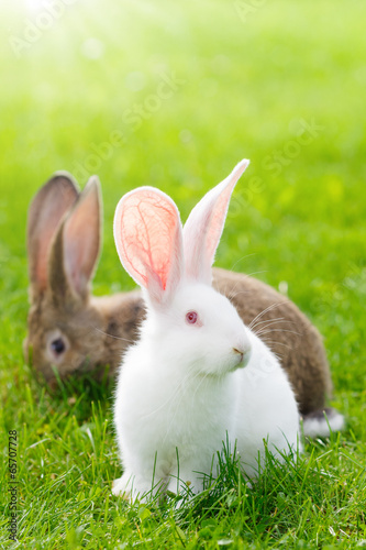 Two rabbits in green grass © Szasz-Fabian Jozsef