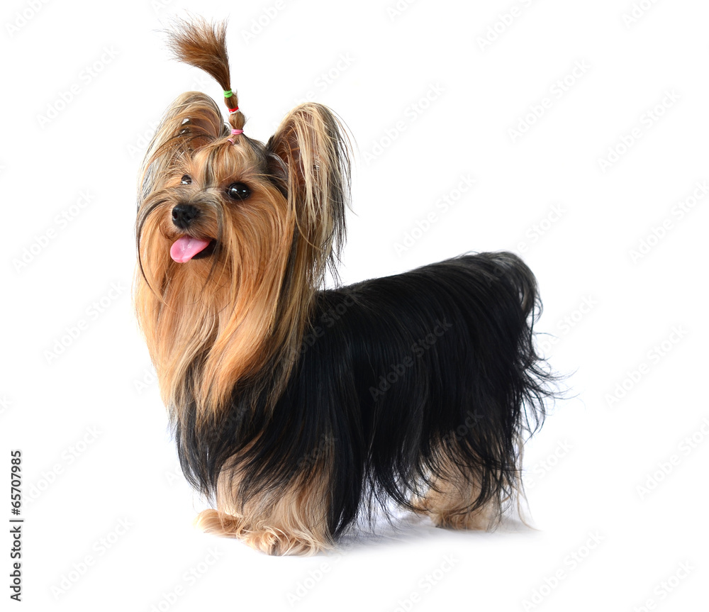yorkshire terrier isolated on white yorkshire terrier isolated on white
