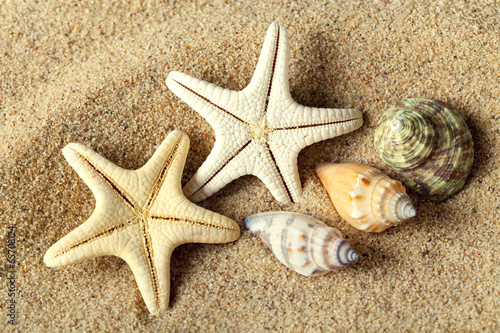 Starfish and seashell on beach