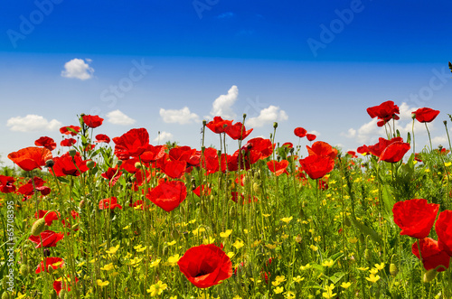 Fototapeta Naklejka Na Ścianę i Meble -  Summer meadow with poppies