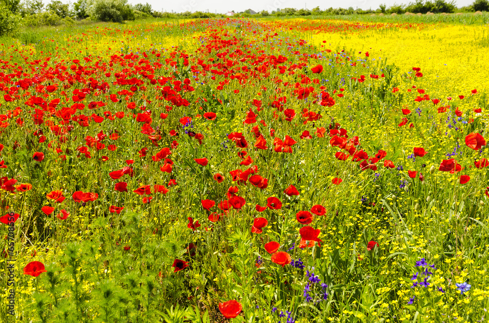 Summer meadow with poppies Summer meadow with poppies