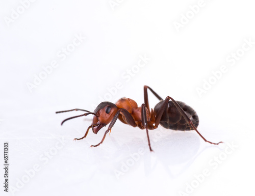 ant isolated on white background.