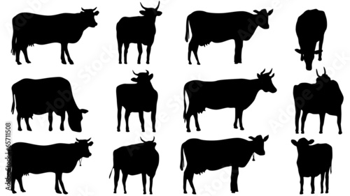 Set silhouettes of cows and bulls
