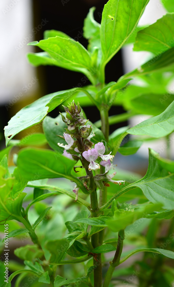 Ocimum basilicum Linn Ocimum basilicum Linn
