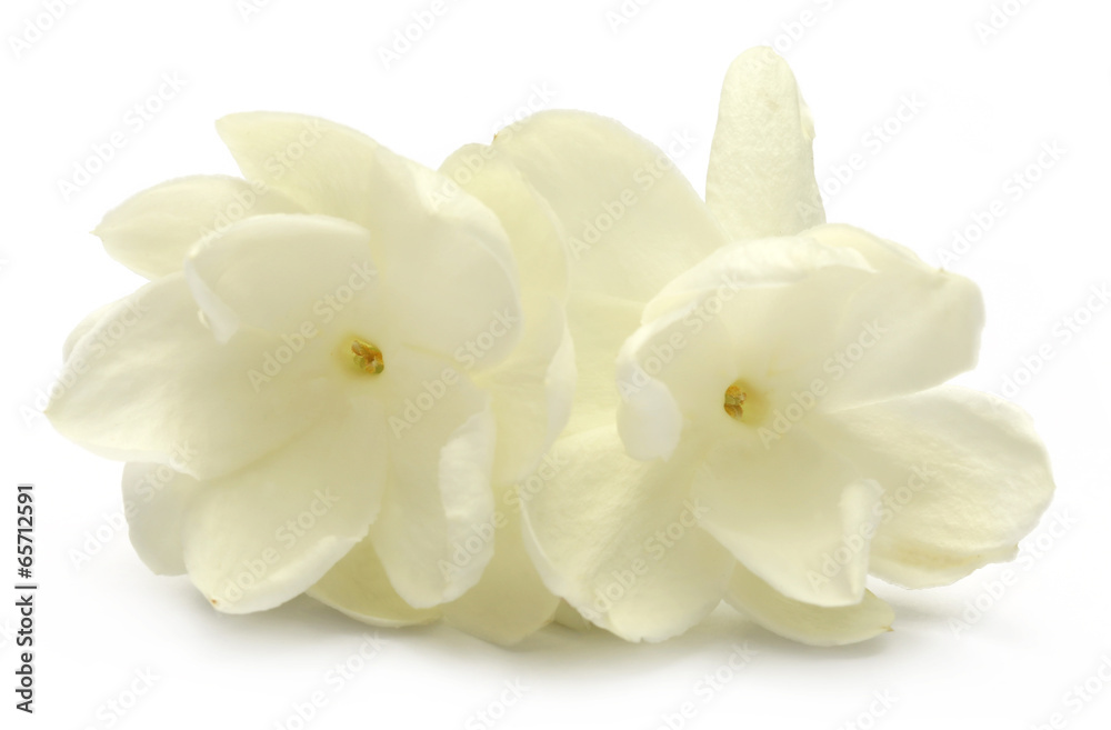 Jasmine flower Jasmine flower
