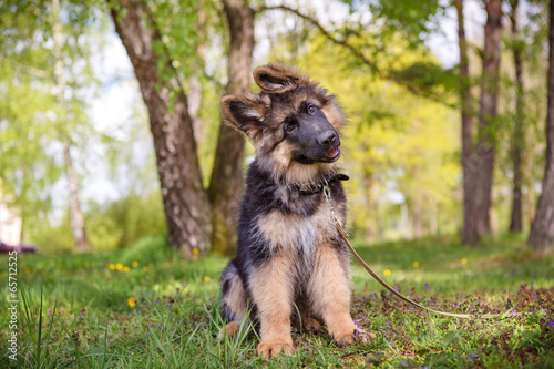 Curious little puppy