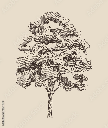 tree vintage illustration, engraved retro style