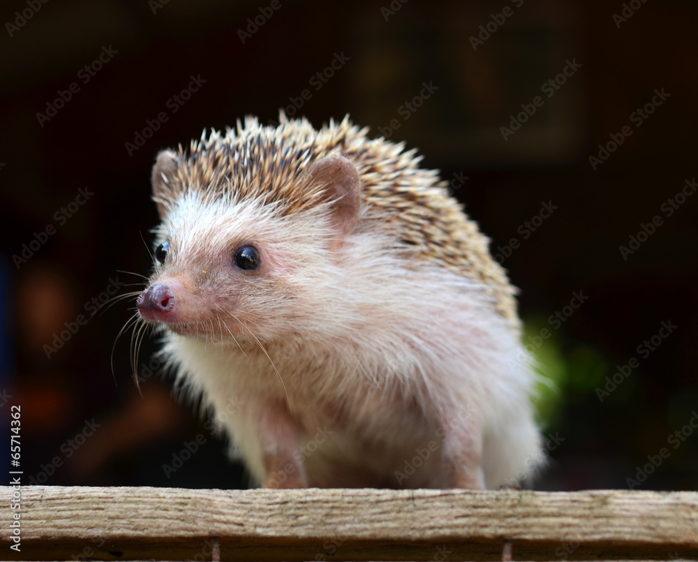 Porcupine Porcupine