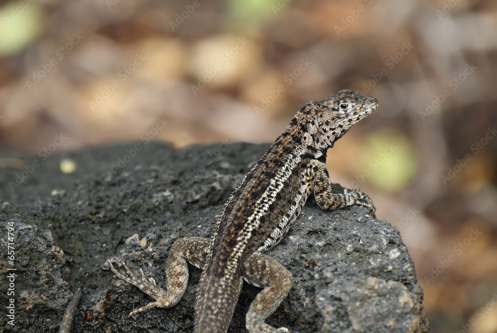 Naklejka premium Galapagos Lava Lizard (Microlophus albemarlensis)