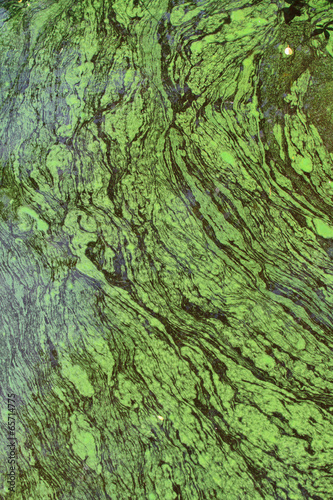 Green algae abstract