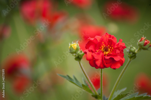 Blume rot