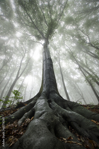 huge old tree with twisted roots in a misty forest #65716365