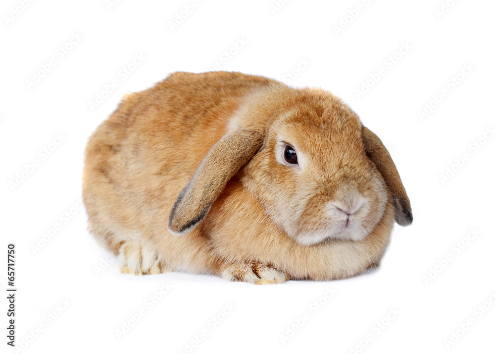 rabbit isolated on a white background