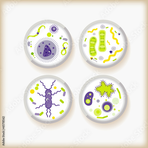 bacteria
