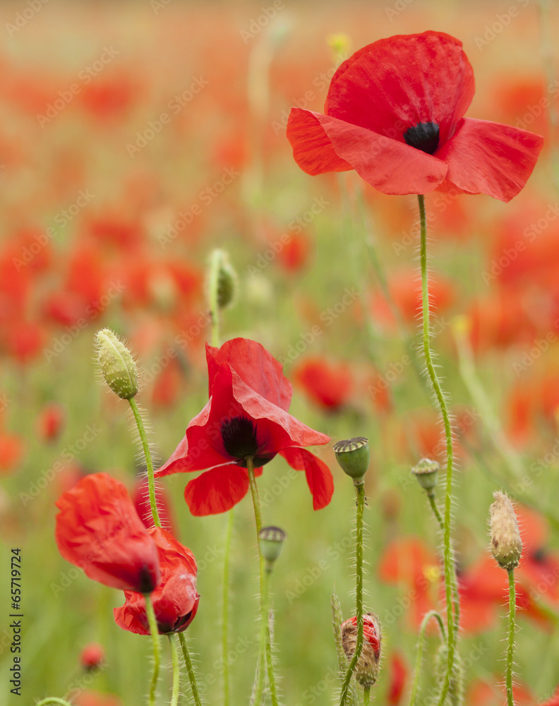 Fototapeta premium A field of poppies