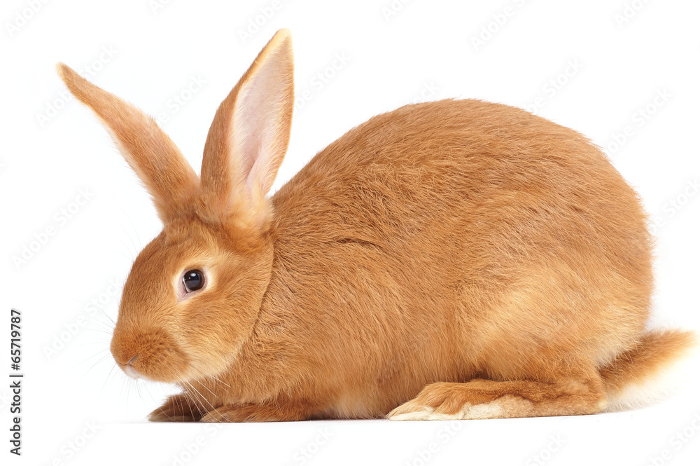 Rabbit sitting against white background Rabbit sitting against white background