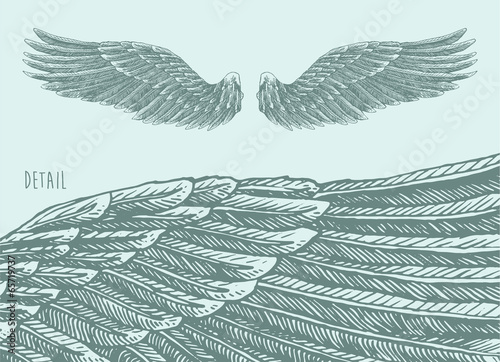 angel wings  illustration, engraved style