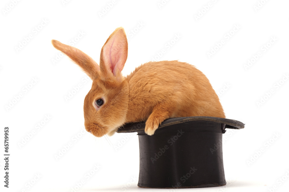 Obraz premium Rabbit sitting against white background