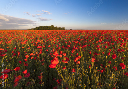 Huge field of poppies © allouphoto