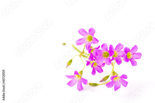 flowers of geranium