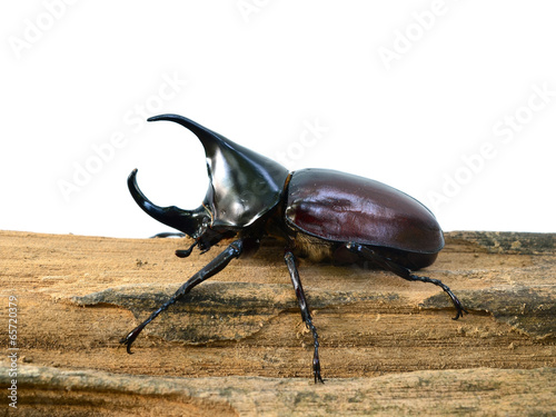 Male Siamese rhinoceros beetle, Xylotrupes gideon © evegenesis