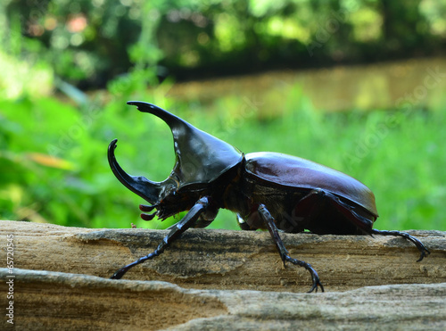 Male Siamese rhinoceros beetle, Xylotrupes gideon