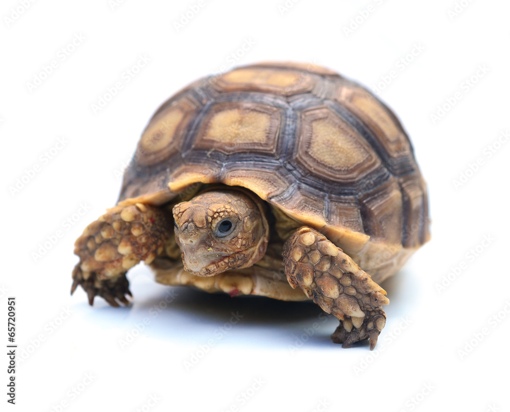 turtle turtle