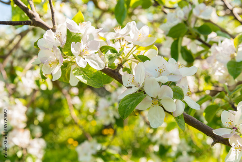 Apple Blossoms in Spring