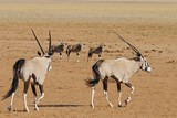 Oryxherde (oryx gazella) in Namibia