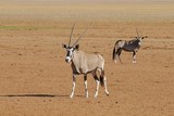 Oryx (oryx gazella) in Namibia