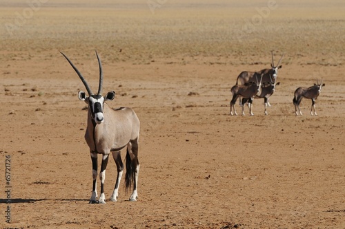 Oryxantilope (oryx gazella) in den Tirasbergen photo