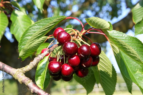 Kirschen - Cherries (Prunus avium)