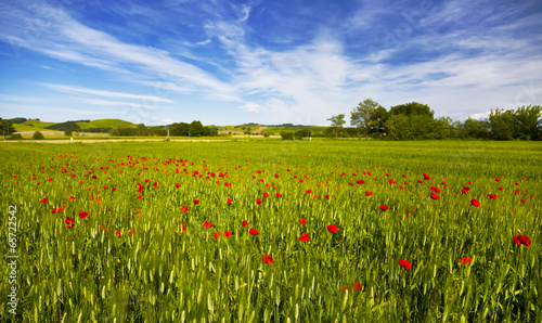 Italy. Rural landscape with poppies