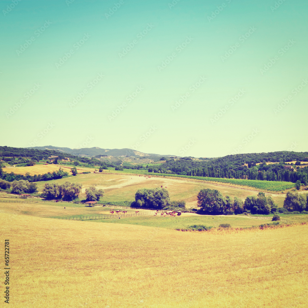 Fototapeta premium Horses