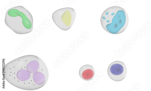 White Blood Cells