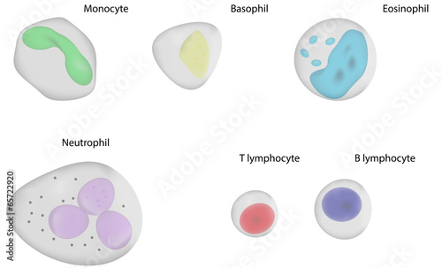 White Blood Cells