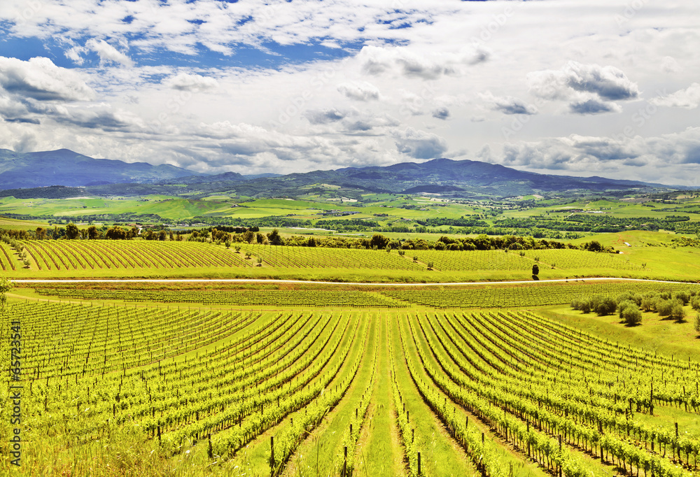 Italy. Vineyards of Tuscany