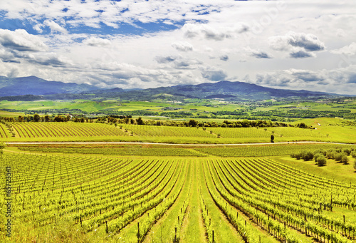 Italy. Vineyards of Tuscany