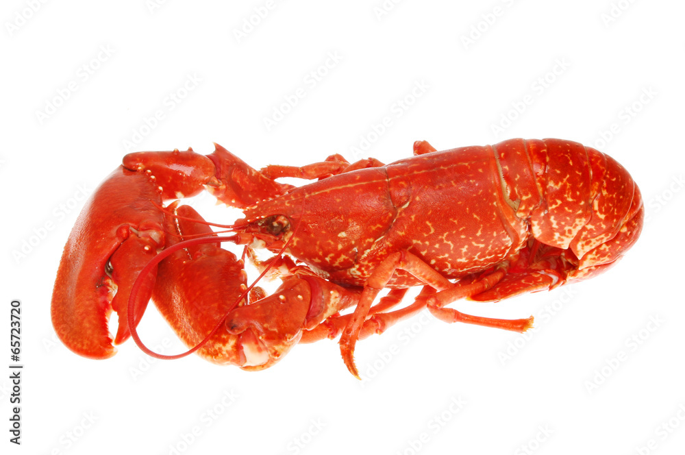 Lobster