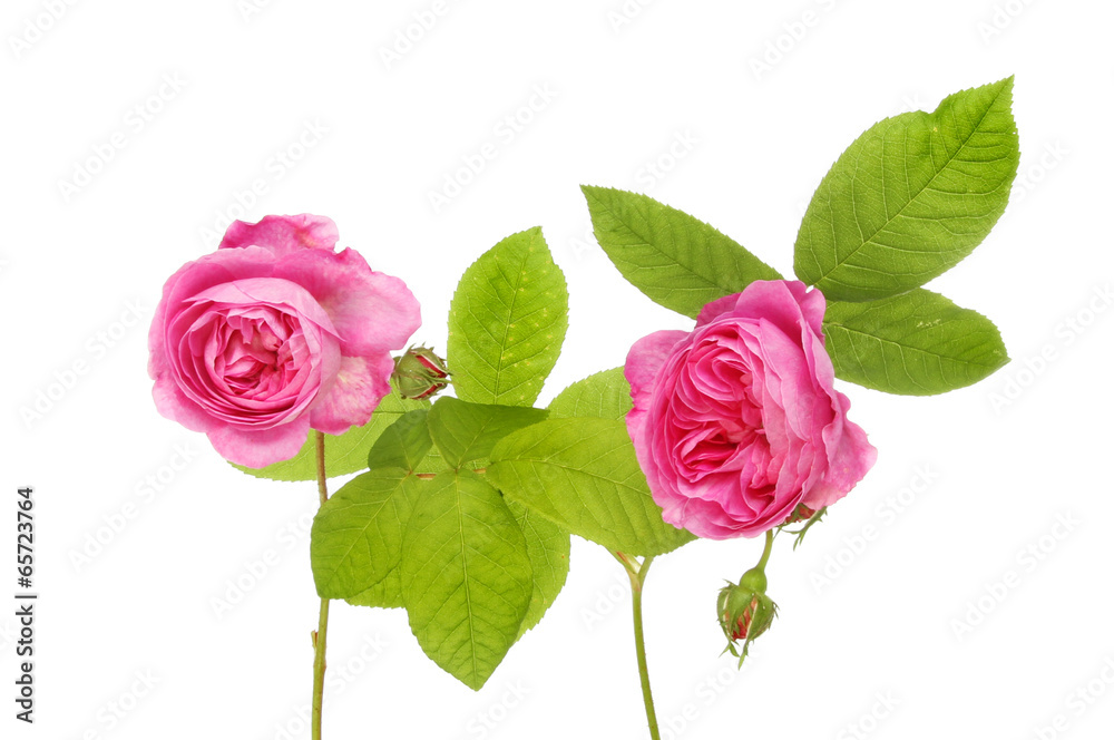 Naklejka premium Two roses