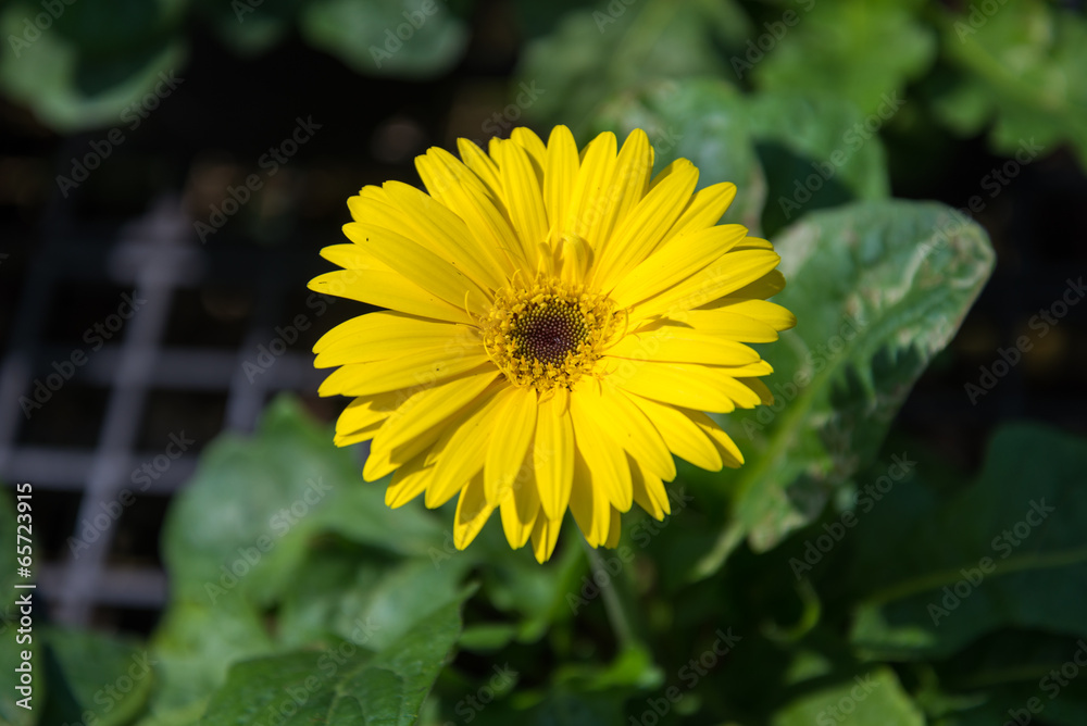 yellow gerbera flower yellow gerbera flower