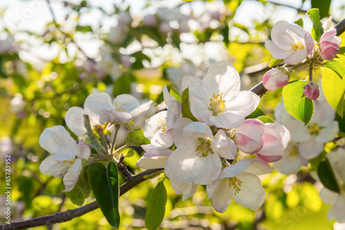 Closeup of the Pear Blossom in Spring © Petrov Vadim