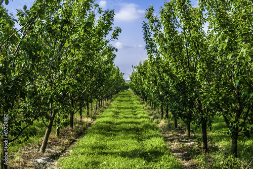 Photo plum trees in orchard